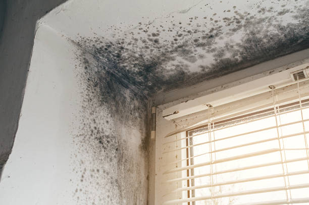 Affordable Mold Cleanup solutions in Brightwaters, NY